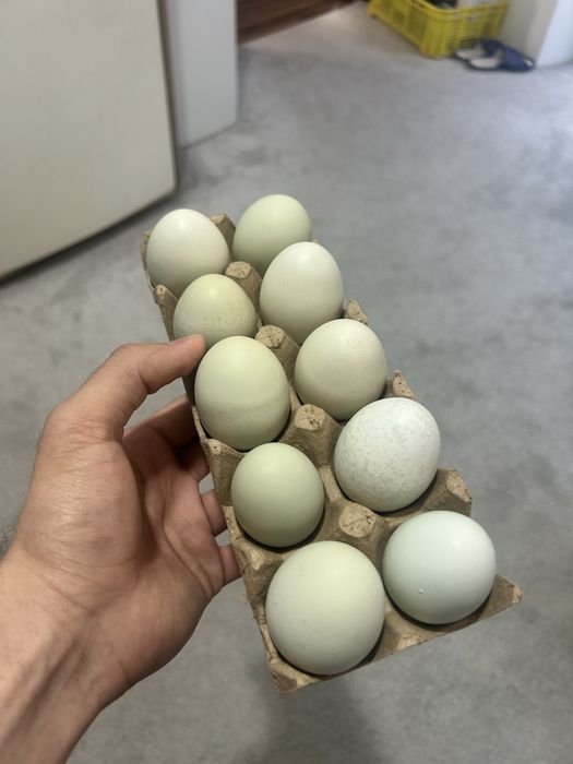 Яйца кур Ухейилюй (инкубационные и пищевые)