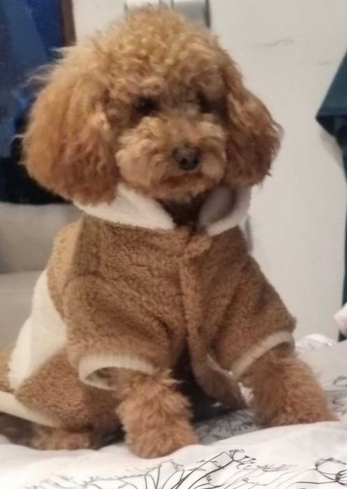 Кавапу -  пудели