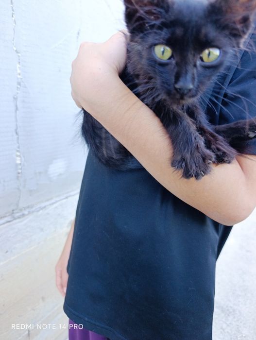 Котенок в добрые руки