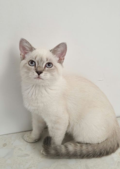 котёнок девочка 4 месяца