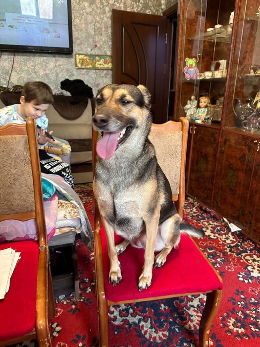 Пристраивается в Добрые Руки девочка.