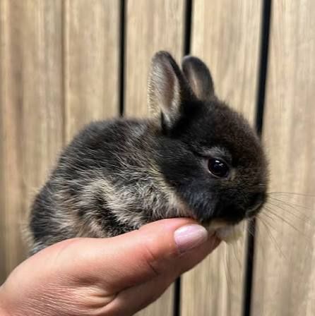 Декаротивный кролик