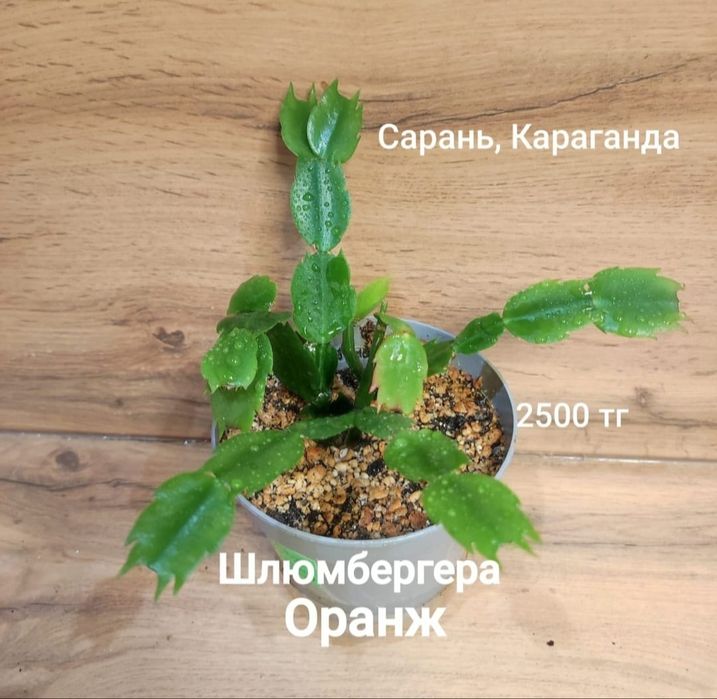 Алоэ,шлюмбергера,рипсалидопсис