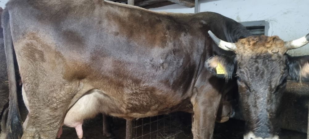 Vând vacă  ,la a patra fătare cu vițică sau separat mai multe detalii