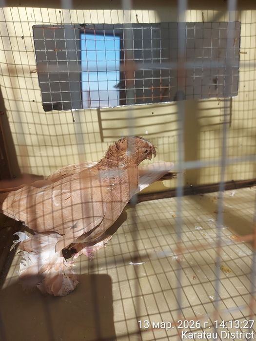 Голуби наваты молодые