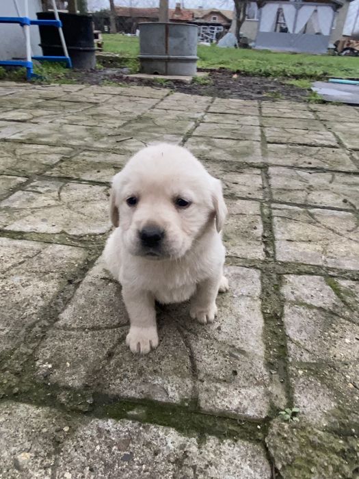 Бебета Лабрадори