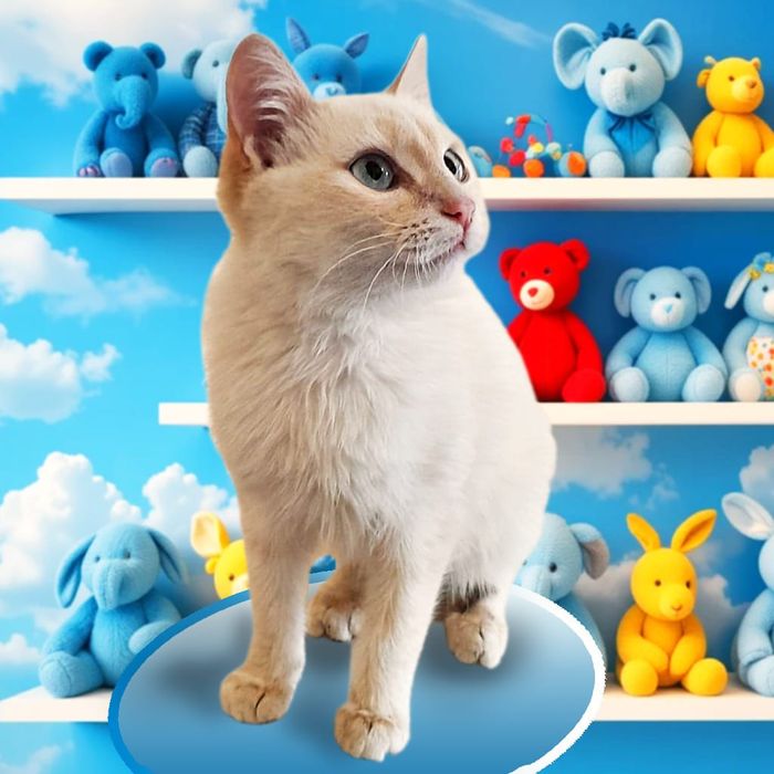 Кот , котёнок молодой.