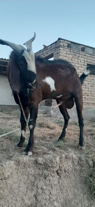 Козёл Пакистанский