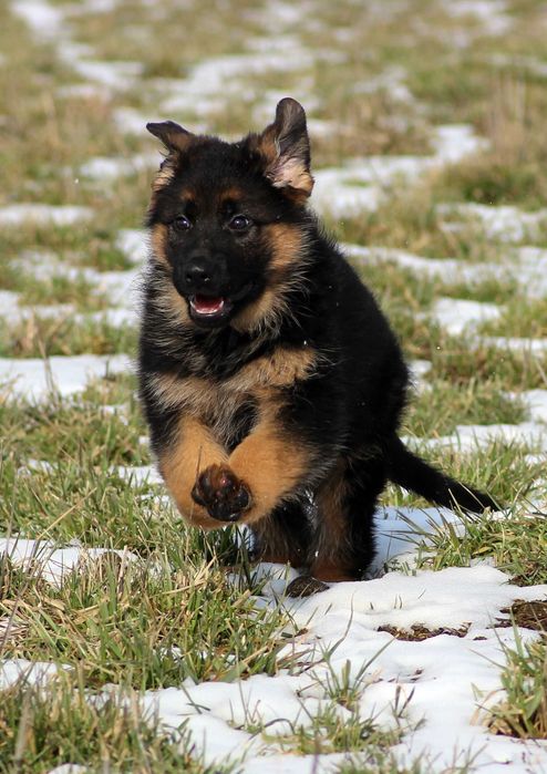 Pui ciobanesc german cu pedigree