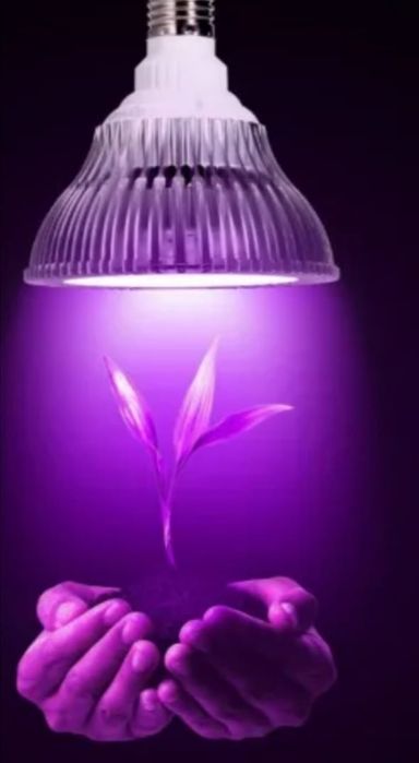 Фитолампы для цветов
