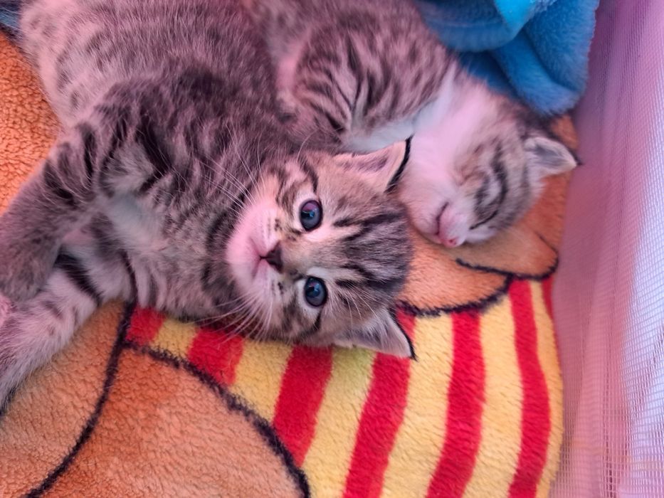 Продаются котята