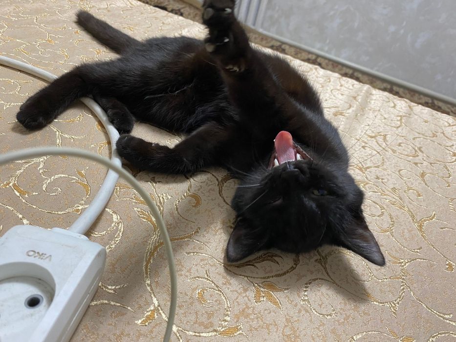 Марғаулар тегін.