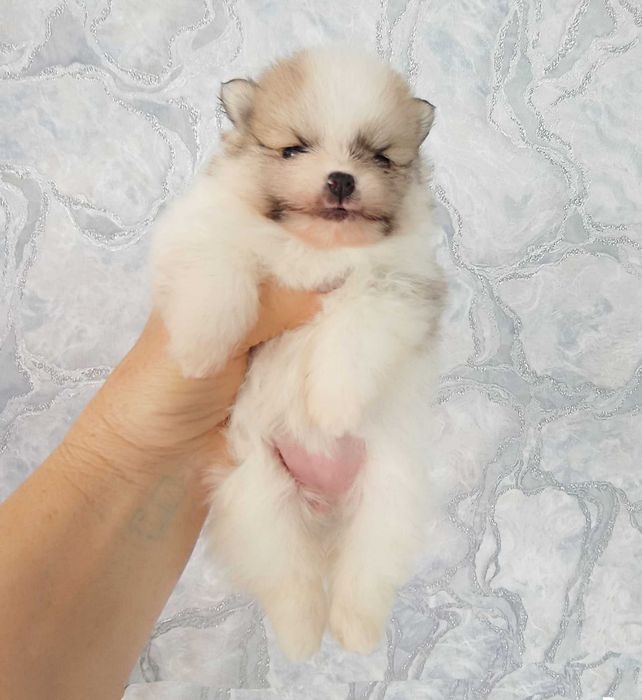 Готовятся к продаже щенки Шпиц Миниатьрный с документами .