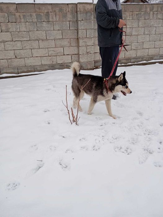 Хаски ұрғашы(девочка) 9 айлық