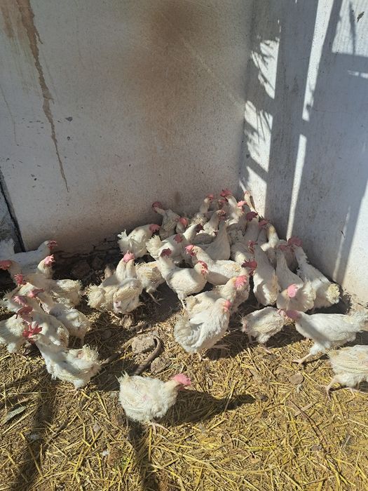 Sendi tovuqlar sotladi