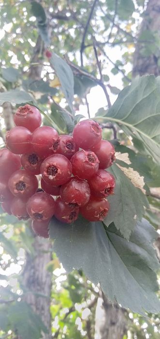 Продам саженцы боярышника