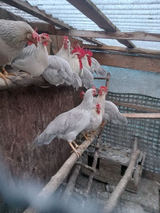 Gain si cocos italiene