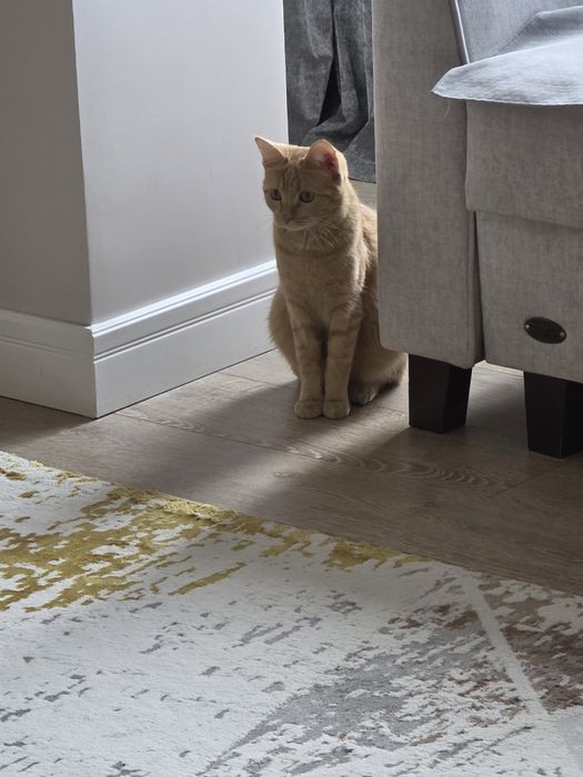 Кошка рыжая ищет дом