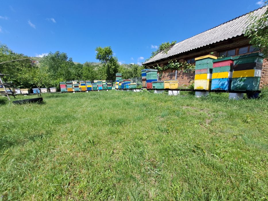 Miere de salcâm/polifloră/mană