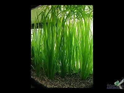 Продам аквариумные растения