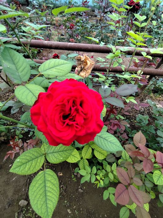 Цветы Гүл көшеттері сатылады