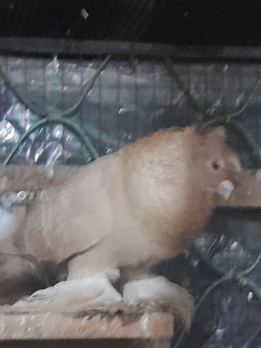 Продаю узбеки здоровья вся птица