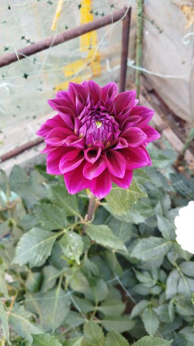 Продам корни Георгины