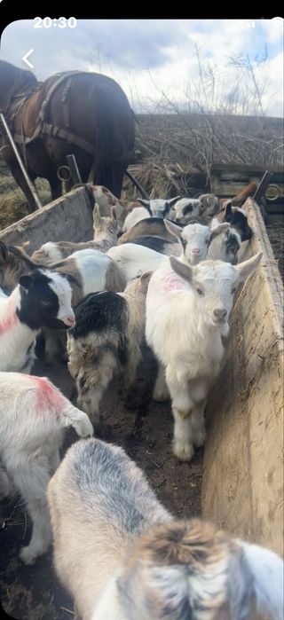 Oi si capre de vanzare