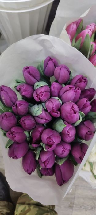 Тюльпаны оптом по очень 450 тг