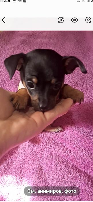 Продам мини тойчик