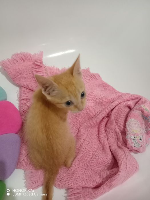 Отдам котёнка в хорошие руки