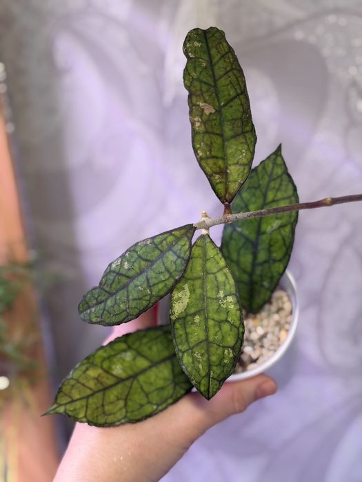 Комнатные цветы пррдам