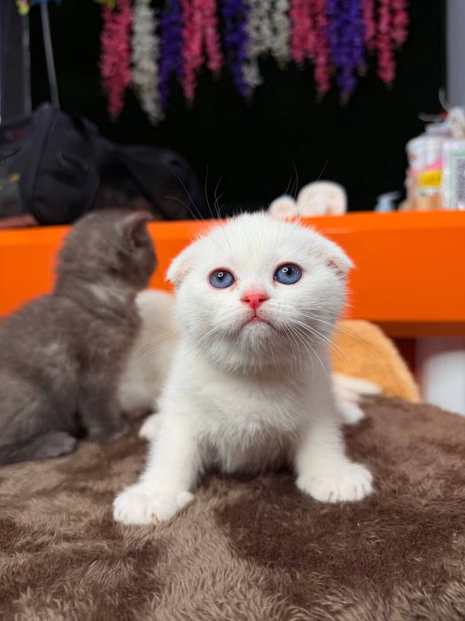 Продаются котята.