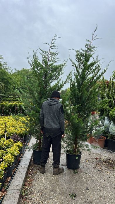 Vând chiparos cupresus leylandi