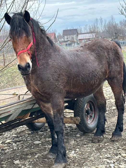 vând sau schimb  cal castrat de 8 ani garantat la tras si la mers
