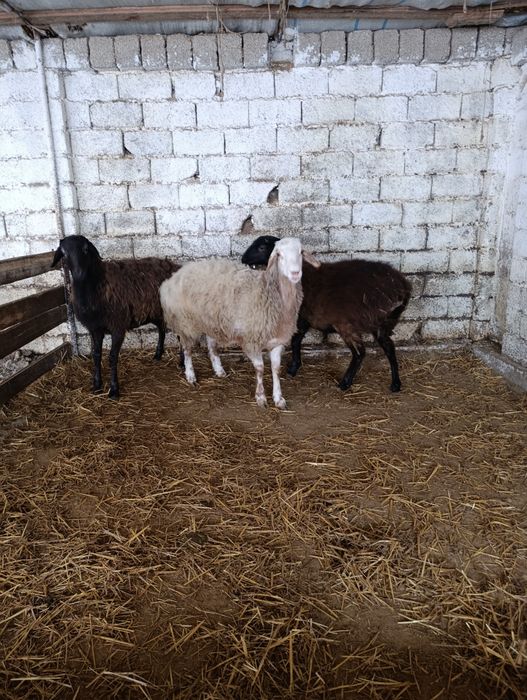 Сотилади Солу 2 та.6500 млн