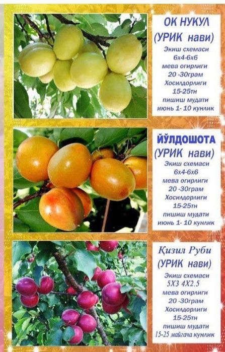Саженцы сливы, персика и яблок/ Olxo’ri, shaftoli va olma ko’chatlari