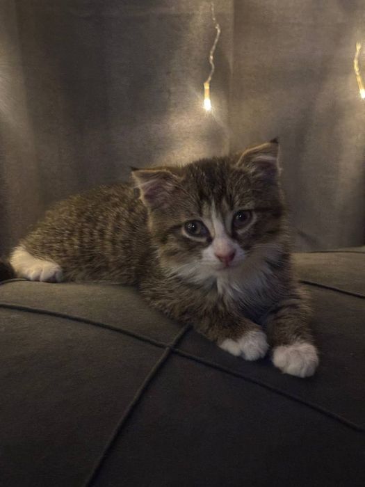 Котёнок 2 месяца мальчик