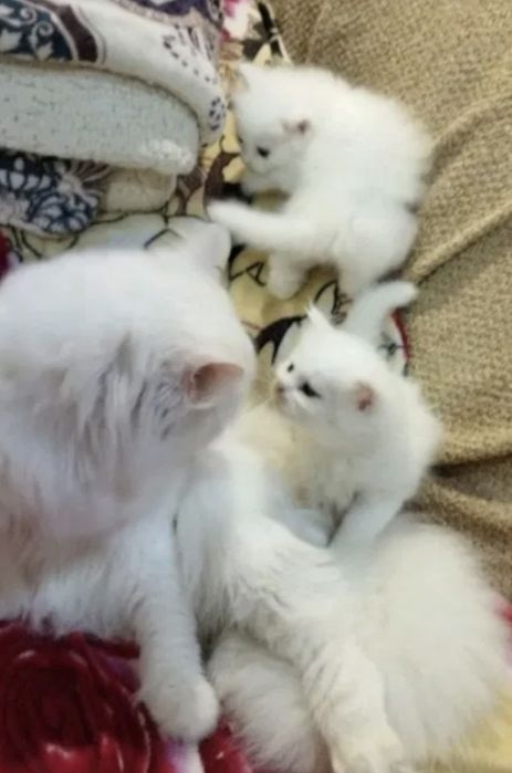 Котята турецкой ангоры дешего
