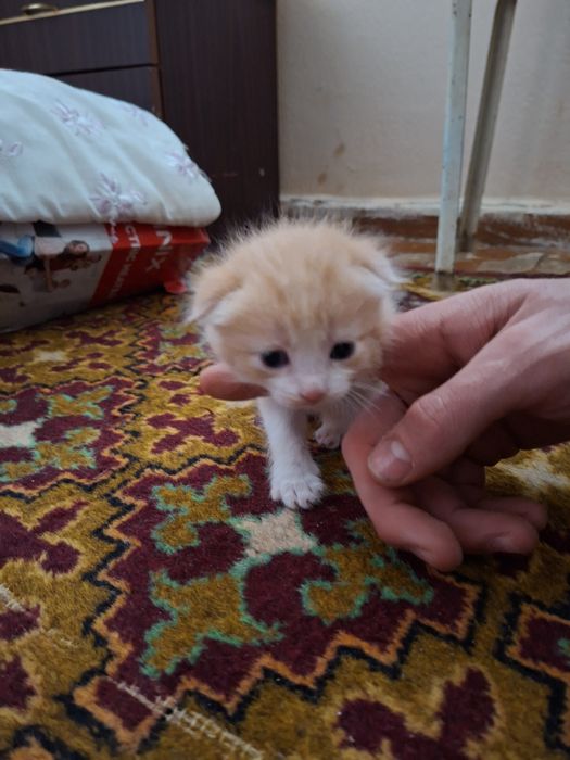 Продам вислоухих котят 20 дней