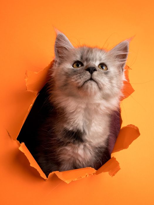 Pui maine coon cu pedigree 3 luni