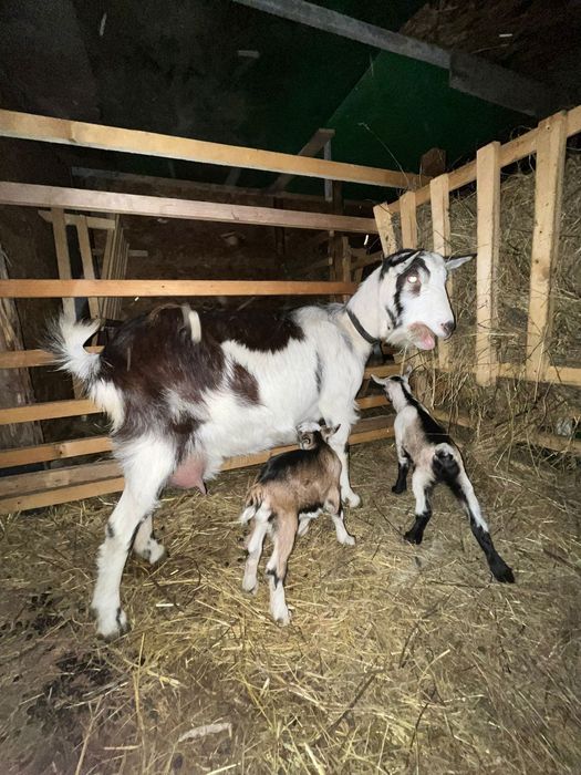 Vand capre cu 2 iezi