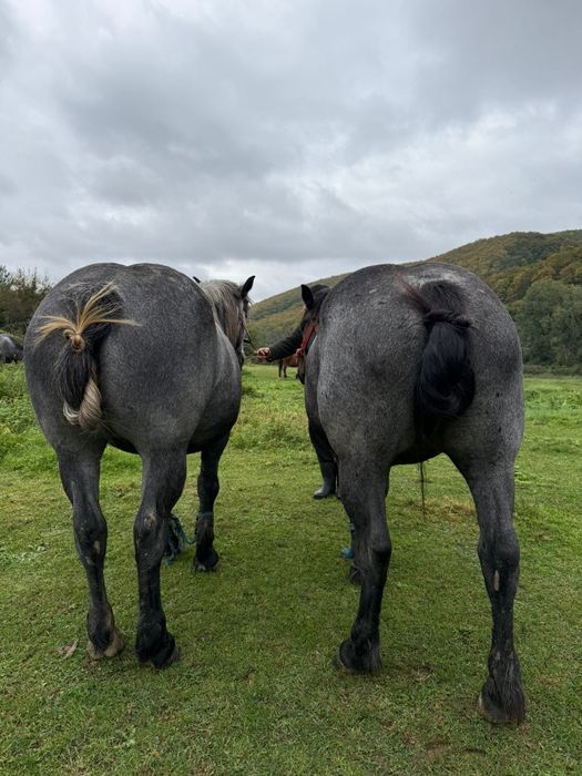 Vând două mânze surori