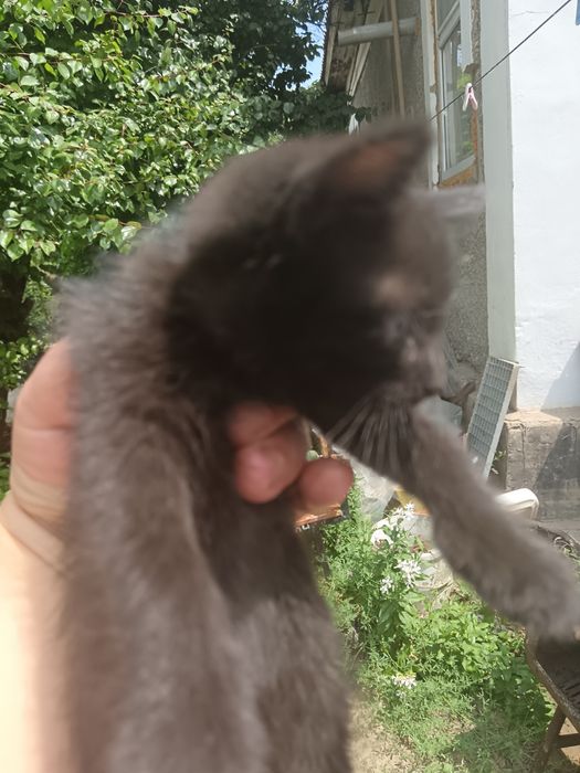 Бесплатно в добрые руки