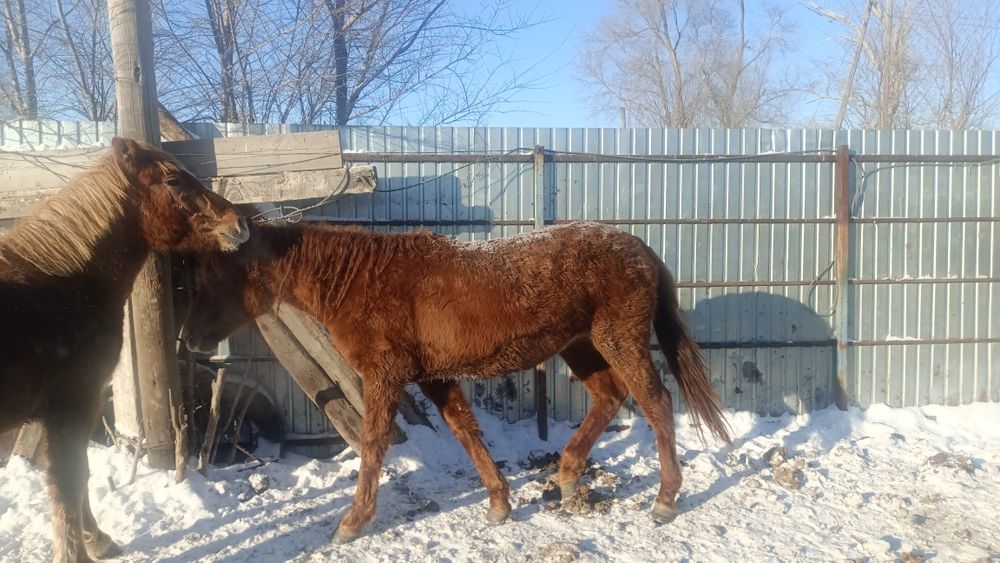 Тай ұрғашы на соғым