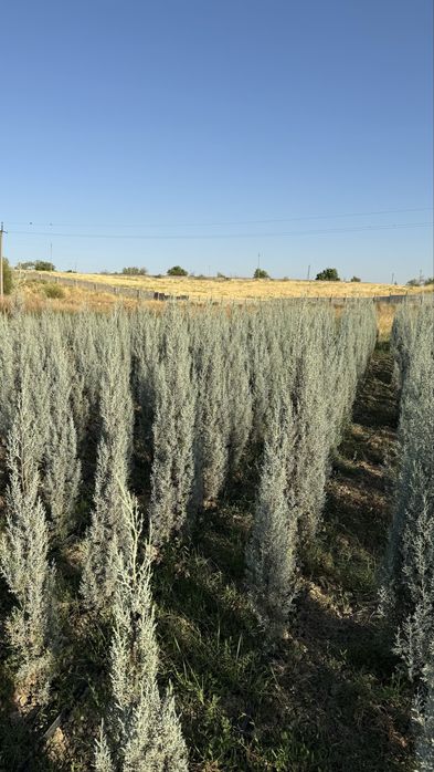 Оризонский кипарис 160 см, Деревья