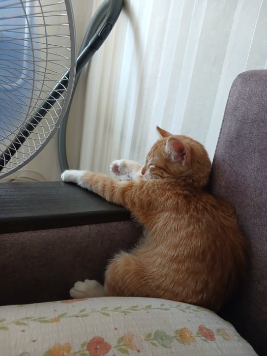 Отдам кота срочно