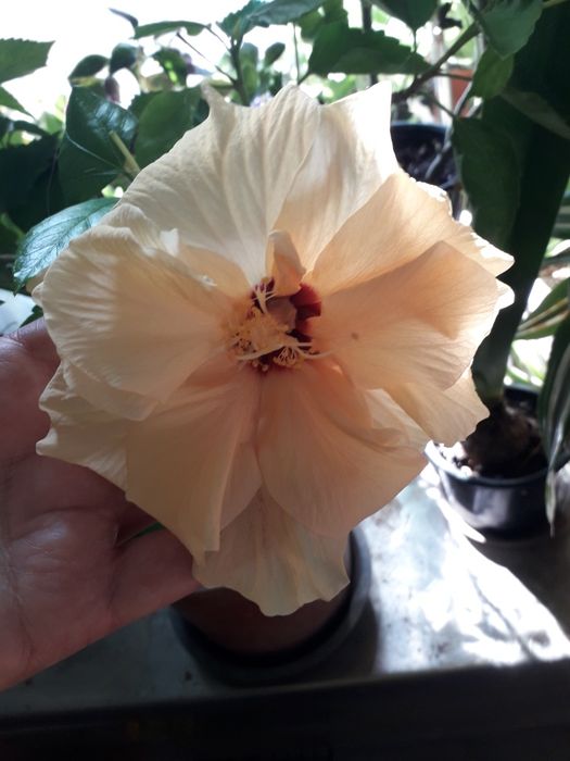 Продам гибискус комнатный