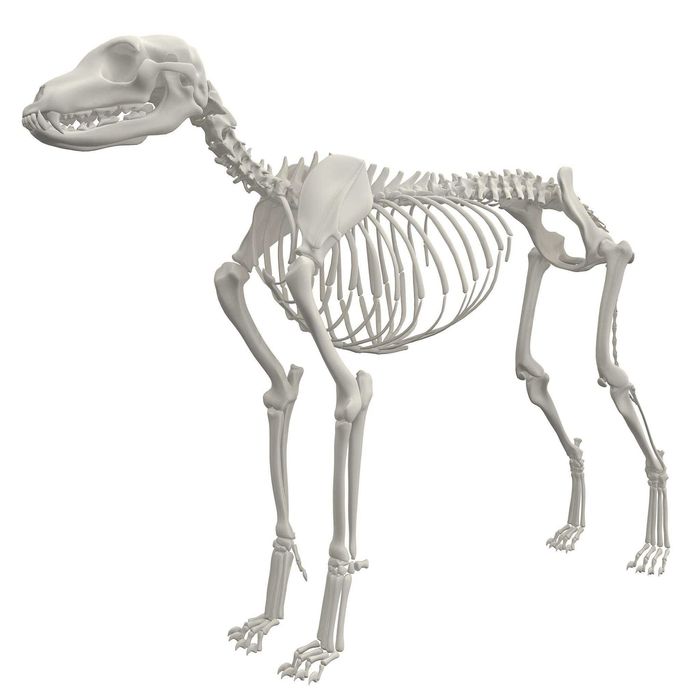 Ит скелети (анатомик модель)