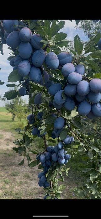 Продам сливу сорта Стэнлей оптом